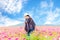 Traveler Asian women walking in the flower field and hand touch cosmos flower,