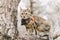 Traveler cat on a leash standing on branch of tree in the forest.