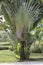 Traveler Palm SPECTACULAR Tree Banana