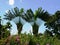 Traveler`s tree, horizontal palm tree in Deshaies botanical garden on Basse-Terre in Guadeloupe
