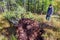 A traveler stands near a fallen pine