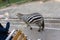 Traveler take a photo zebra
