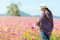 Traveler or tourism asian women walking in the flower field and hand touch cosmos flower.  People freedom and relax in the flower