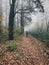 Traveler walking in autumn foggy woods with fall leaves in cold morning. Hipster girl hiking in autumn misty forest. Tranquil