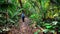 Traveler is walking on a footpath in a jungle