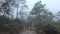 Traveler walking in forest with fog background. Couple walking in nature slow motion concept.