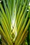 Travelers palm