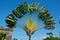 Travelers palm tree