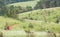 Travelers trekking on the way surrounded by green flowering gras