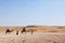 Travelers walk along the desert on camels, cloudless blue sky