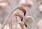 Traveling Africa - flamingos