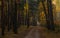 Traveling along forest roads. Autumn colors adorned the trees.