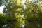 Traveling by boat on the amazing river channels from Danube Delta, Romania