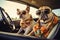 Traveling by car with dogs. French lapdogs in sunglasses. Summer holidays with pets