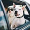 Traveling by car with white dogs. Summer escapade with pets. Close-up. Generative Al content