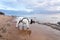 Traveling with dog. Bulldog at the seashore watches sea
