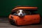 Traveling with a dog. Funny jack russell terrier in a suitcase. Pet adventure