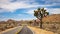 Traveling through Joshua Tree National Park