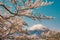 Traveling to Japan in April. Mostly to admire the beauty of cherry blossoms at Mount Fuji. The full bloom. It is a natural colorat