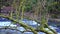 Traveling video around a branch covered with moss in pyrenean forest