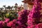 Traveling. View from the window. Blooming beautiful lilac bougainvillea in Egypt in January.