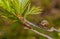 Traveling vineyard snail on tree branch summer, Park, close-up,