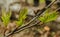 Traveling vineyard snail on tree branch summer, Park, close-up,