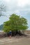 Traveller asian woman and single lonely mangrove tree on the deforested mangrove forest beach during low tide period, Malaysia