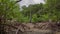 Traveller asian woman walking in mangrove forest during low tide period, surrounded by mangrove long roots. Summer day travel