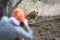 Traveller photographing bengal tiger, Panthera tigris, in dry forest of Ranthambore