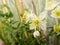 Traveller`s Joy Plant Flower Close-up Clematis brachiata