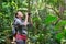 Traveller watching through binoculars wild birds in the jungle.