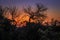 Travelling through a dry bushveld landscape covered in mopani and acacia trees at sunset