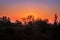 Travelling through a dry bushveld landscape covered in mopani and acacia trees at sunset