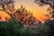 Travelling through a dry bushveld landscape covered in mopani and acacia trees at sunset