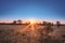 Travelling through a dry bushveld landscape covered in mopani and acacia trees at sunset, Kruger National Park