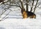 Travelling with a pet, Hiking. Running german shepherd dog. dog in nature. Beautiful forest, light, suns. dog in winter in the