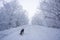 Travelling with a pet, Hiking. Running german shepherd dog. dog in nature. Beautiful forest, light, suns. dog in winter in the