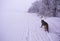 Travelling with a pet, Hiking. Running german shepherd dog. dog in nature. Beautiful forest, light, suns. dog in winter in the