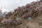 Travelling in spring season, tourist bus driving on country road with sideways full of cherry blossom tree at Nakar valley in Paki