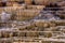 Travertine Terraces, Mammoth Hot Springs, Yellowstone