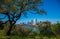 Travis Heights Overlook Amazing Tree Twisting above the Austin Texas Skyline Colorado River