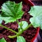 Tray of baby tomato plants grown from seed