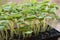 Tray of Basil Seedlings
