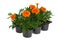 Tray orange Marigolds