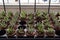 Tray of potted succulents in a bright windowsill