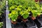 Trays of small coffee plants in pots