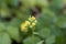 Treacle mustard, Erysimum cheiranthoides