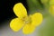 Treacle-Mustard Erysimum cheiranthoides. Flower Closeup