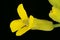 Treacle-Mustard Erysimum cheiranthoides. Flower Closeup